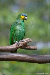 Zoológico da Guiana Francesa (19)