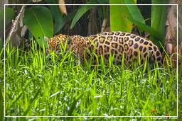 Zoo di Guyana Francese (182) Panthera onca