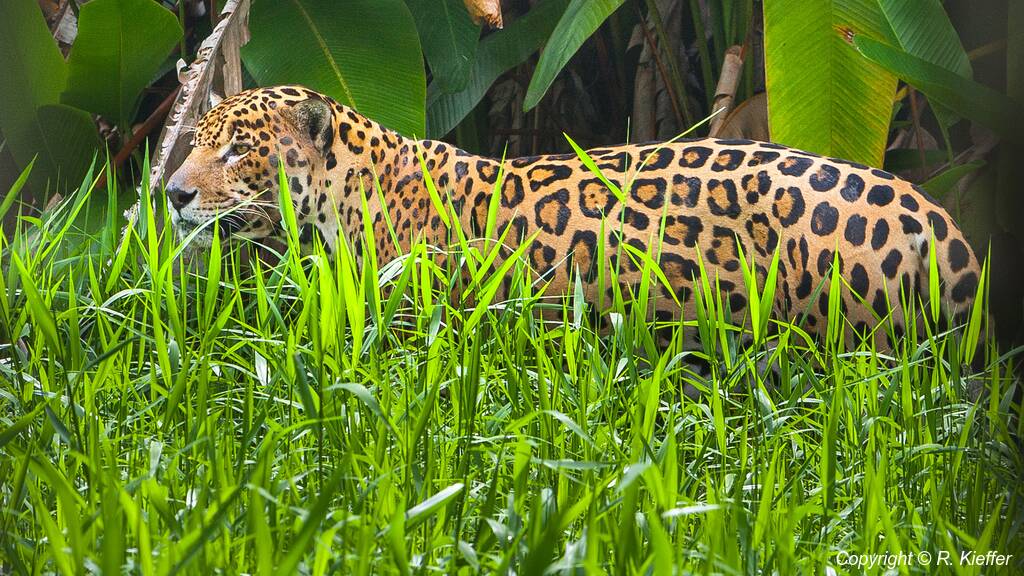 Zoológico da Guiana Francesa (185) Panthera onca