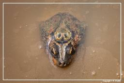 Zoológico da Guiana Francesa (197) Tartaruga