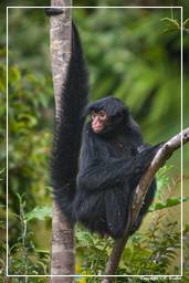 Zoológico da Guiana Francesa (605) Ateles paniscus