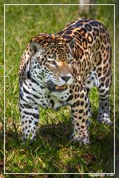 Zoológico da Guiana Francesa (788) Panthera onca
