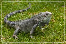 Zoológico da Guiana Francesa (844) Iguana