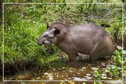 Zoo di Guyana Francese (901) Tapirus