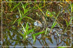 Kaw Swamp (388) Azure gallinule