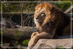 Zoo de Munich (349) Lion