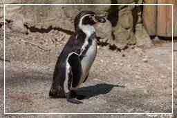 Hellabrunn Zoo (452) Humboldt penguin