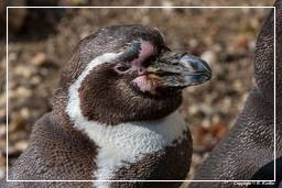 Tierpark Hellabrunn (541) Humboldt-Pinguin