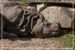 Zoo de Munich (590) Rhinocéros