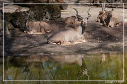 Zoo di Hellabrunn (675) Kudu maggiore