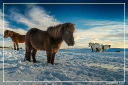 Isländische Pferde (56)