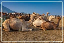 Pushkar (1066) Foire aux chameaux de Pushkar (Kartik Mela)