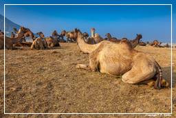 Pushkar (1082) Feria de camellos de Pushkar (Kartik Mela)