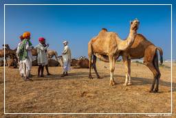 Pushkar (1165) Feira de camelos de Pushkar (Kartik Mela)