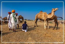 Pushkar (1171) Foire aux chameaux de Pushkar (Kartik Mela)