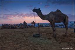 Pushkar (144) Feira de camelos de Pushkar (Kartik Mela)