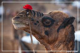 Pushkar (214) Foire aux chameaux de Pushkar (Kartik Mela)