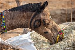 Pushkar (623) Feria de camellos de Pushkar (Kartik Mela)