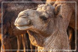 Pushkar (705) Feria de camellos de Pushkar (Kartik Mela)