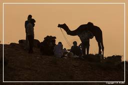 Pushkar (725) Pushkar Camel Fair (Kartik Mela)