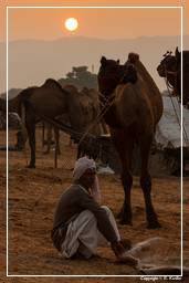 Pushkar (849) Fiera dei cammelli di Pushkar (Kartik Mela)