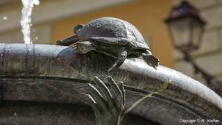 Fountain of the Tortoises (18)