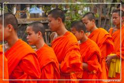 Luang Prabang Almosen für die Mönche (230)