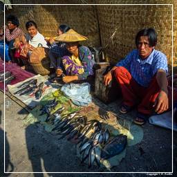 Birmanie (574) Inle - Marché aux poissons