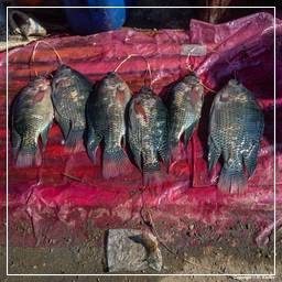 Birmanie (588) Inle - Marché aux poissons