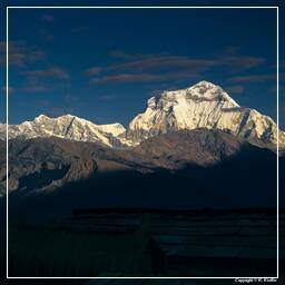 Tour des Annapurnas (276) Dhaulagiri (8 167 m)