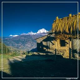 Tour des Annapurnas (279) Chitre