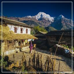 Tour des Annapurnas (292) Ghandruk