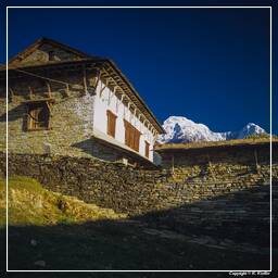 Tour des Annapurnas (293) Ghandruk