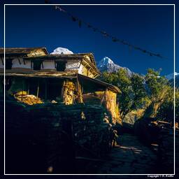 Tour des Annapurnas (294) Ghandruk
