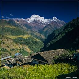Tour des Annapurnas (295) Ghandruk