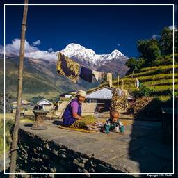 Tour des Annapurnas (297) Landruk