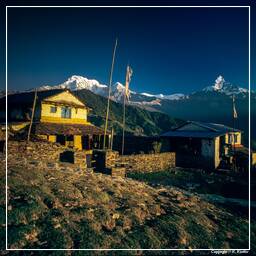 Tour des Annapurnas (306) Dhampus