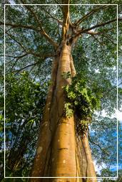 Réserve nationale Tambopata - Forêt Amazonienne (3)
