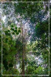Réserve nationale Tambopata - Forêt Amazonienne (24)