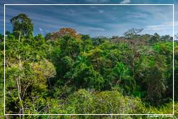 Réserve nationale Tambopata - Forêt Amazonienne (97)