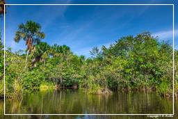 Tambopata National Reserve - Amazonas Regenwald (114)