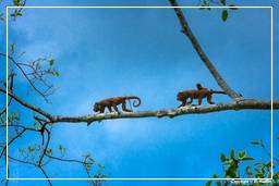 Reserva nacional Tambopata - Floresta Amazônica (161) Macaco barulhento