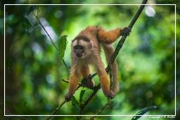 Tambopata National Reserve - Monkey Island (81) Capuchin monkey