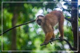 Tambopata National Reserve - Monkey Island (87) Capuchin monkey