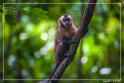 Tambopata National Reserve - Monkey Island (98) Capuchin monkey