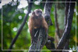 Reserva nacional Tambopata - Monkey Island (112) Macaco capuchinho