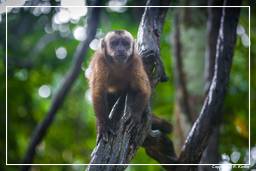 Tambopata National Reserve - Monkey Island (114) Scimmia cappuccino