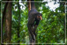 Reserva nacional Tambopata - Monkey Island (116) Mono araña