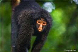 Tambopata National Reserve - Monkey Island (118) Spider monkey