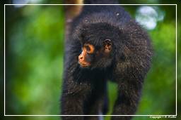 Tambopata National Reserve - Monkey Island (119) Spider monkey
